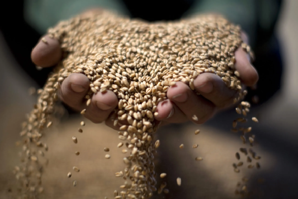 Seeds Industry — coding and labeling machines by Ramatech