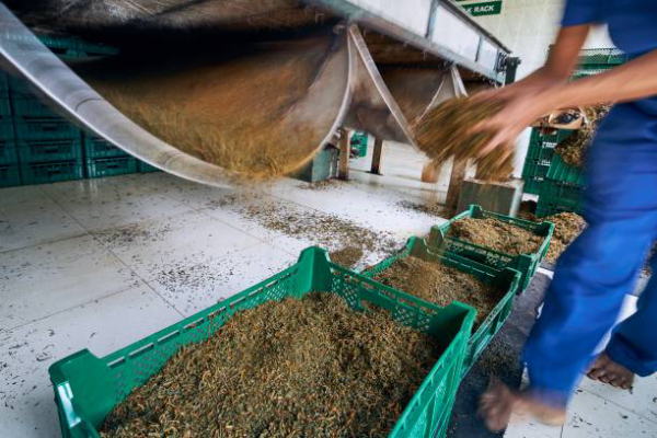 Tea Packers Industry — coding and labeling machines by Ramatech